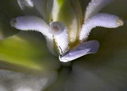 shtml Yucca and Yucca moth--the moth lays its eggs in the flower, and the larvae feed on the fruit.