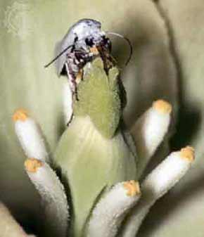 At the same time, the yucca moth s egg hatches and the larva eats some of those seeds