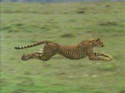 Kinetic Energy (E K ) The energy a body has because it is moving 1 K mv If a cheetah has a mass of 47.0 kg, and accelerates from rest to a speed of 6.8 m/s in 3.