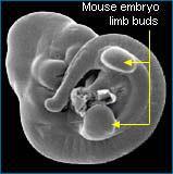 Embryology Some scientists