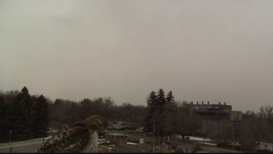 Colorado State University, Fort Collins, CO Weather Station Monthly Summary Report Month: February Year: 2017 Webcam catching a hawk watching over the station. Temperature: Mean T max was 54.