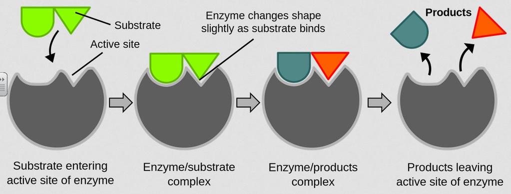 - Enzyme, Substrate,