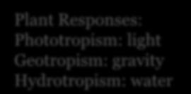 Plant Responses: Phototropism:
