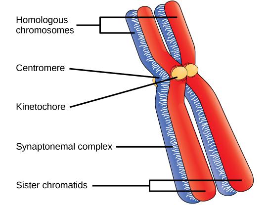 Prophase I: Synapsis + Crossing Over Synapsis = homologous