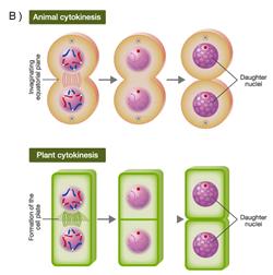 IV. Meiosis Animal cells à cleavage furrow (acfn) forms