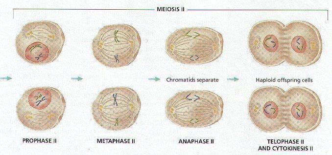 Meiosis Overview Equator A A b b A b A b A b A b A b A b B B a a a B