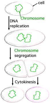 Asexual Reproduction Parent cell produces offspring genetically identical to parent.