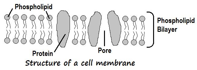 and of the Cell Membrane Cell membranes surround cells and all membranes have the same structure.