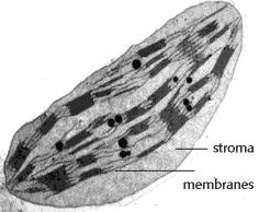Inactive cells have few mitochondria fat in humans and ground tissue in plants and of the Chloroplast Chloroplasts are only found in