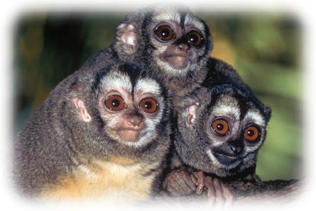 Primate evolution- two main