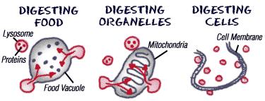Organelles that Store, Clean Up, & Support Lysosomes Small organelles filled with enzymes Lysosomes break down lipids, carbohydrates, and proteins into small molecules that can be used by the rest of
