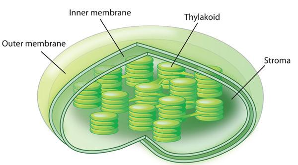Organelles that Capture and Release Energy Chloroplasts Biological solar power plants Present in plants and some other organisms Chloroplasts capture the energy from sunlight and convert it into food