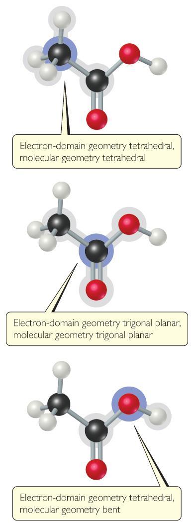 Shapes of Larger Molecules For larger molecules, look at the