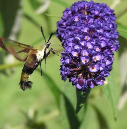 So Many Diverse Pollinators They include: Bees native and non-native Butterflies/moths Some beetles, flies, other insects