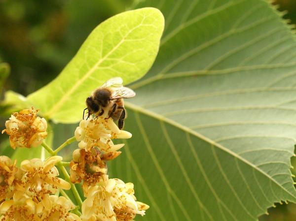 Linden/Basswood (Tilia americana) Fragrant blossoms attract dozens of species of insects.