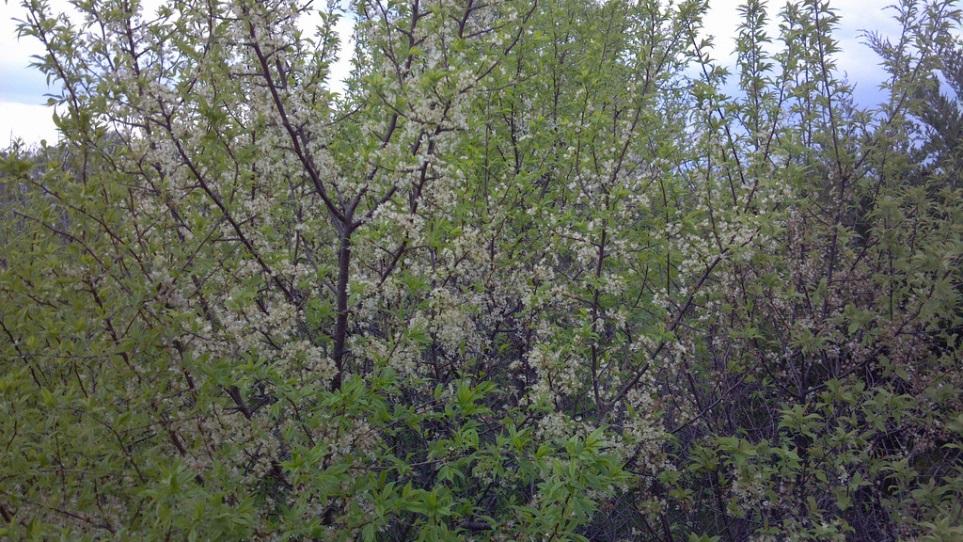 Wild Plum (Prunus americana) Attracts