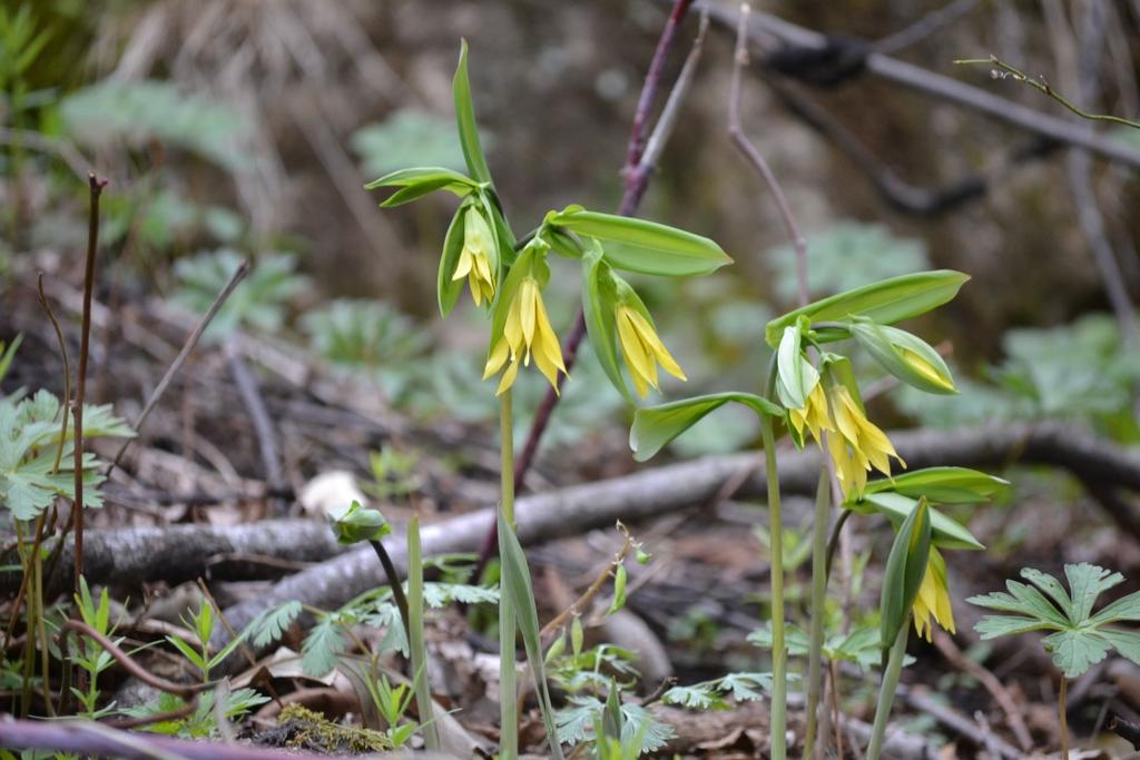 Large-Flowered Bellwort (Uvularia grandiflora) Offers nectar as well
