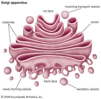 5. Golgi Apparatus = Processes, sorts, & delivers proteins. Like a post office 6. Vesicles = Hold or carry materials in the cell The image cannot be displayed.