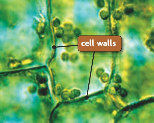 11. Cell Wall = Provides rigid support 12. Chloroplast = Convert sunlight to chemical energy. Has a double membrane & contains its own DNA. The image cannot be displayed.