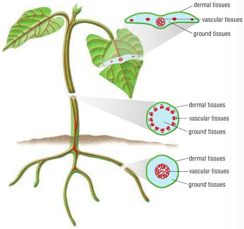 Plant Tissue Ground Most of the plant is made of ground tissue. The function of the ground tissue depends on where it is found in the plant.