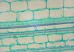 List the four types of animal and plant tissue and their function.