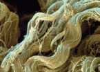 spinal cord nerves April 1, 2013 2DBIOL - Animal & Plant Tissues 15 Animal