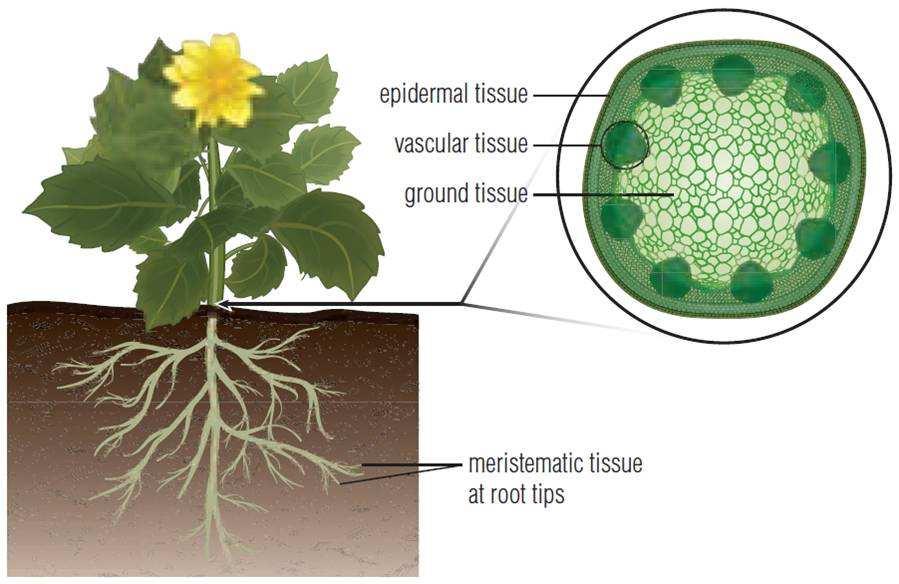 Plant Tissues PLANT TISSUES four types: epidermal vascular ground meristematic April 1, 2013 2DBIOL - Animal & Plant Tissues 18