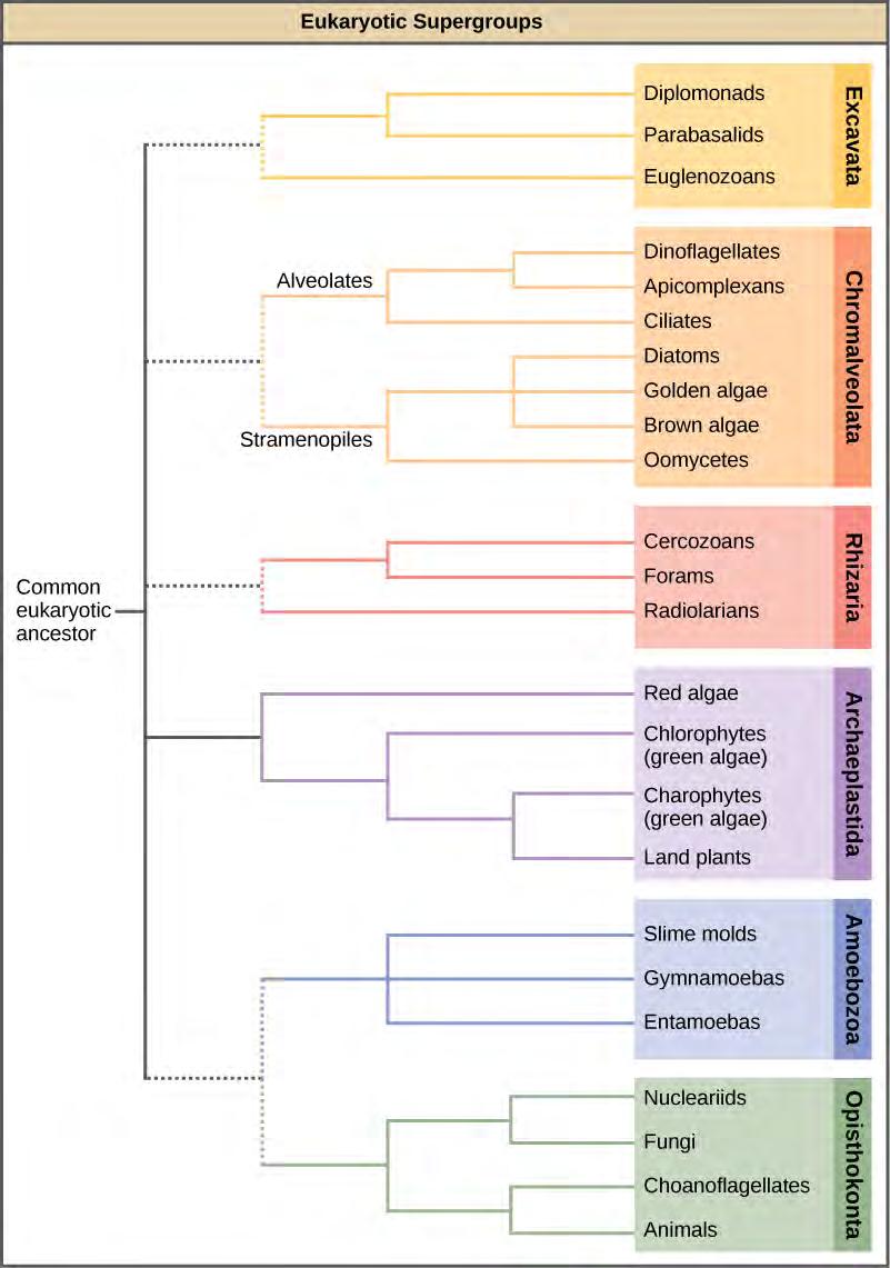 618 CHAPTER 23 PROTISTS classification scheme groups the entire domain Eukaryota into six supergroups that contain all of the protists as well as animals, plants, and fungi that evolved from a common