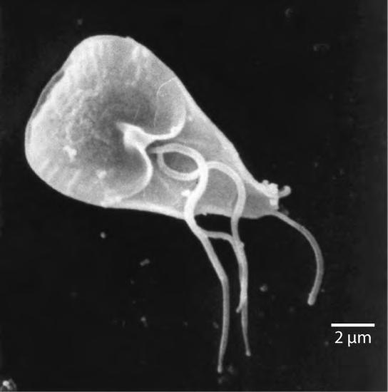 CHAPTER 23 PROTISTS 619 Excavata Many of the protist species classified into the supergroup Excavata are asymmetrical, single-celled organisms with a feeding groove excavated from one side.