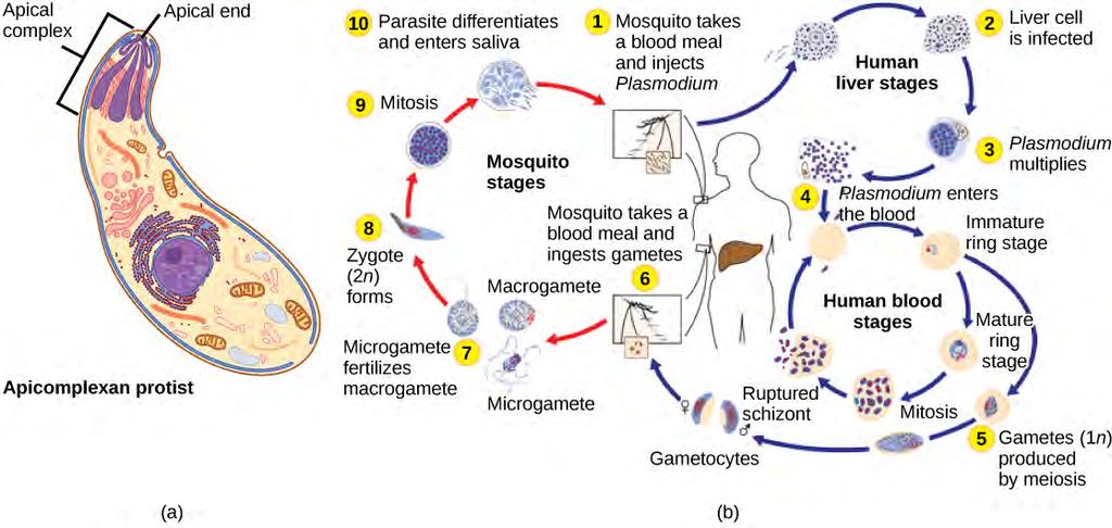 622 CHAPTER 23 PROTISTS Figure 23.14 (a) Apicomplexans are parasitic protists. They have a characteristic apical complex that enables them to infect host cells.