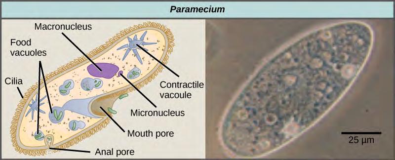 (credit b: modification of work by CDC) The ciliates, which include Paramecium and Tetrahymena, are a group of protists 10 to 3,000 micrometers in length that are covered in rows, tufts, or spirals