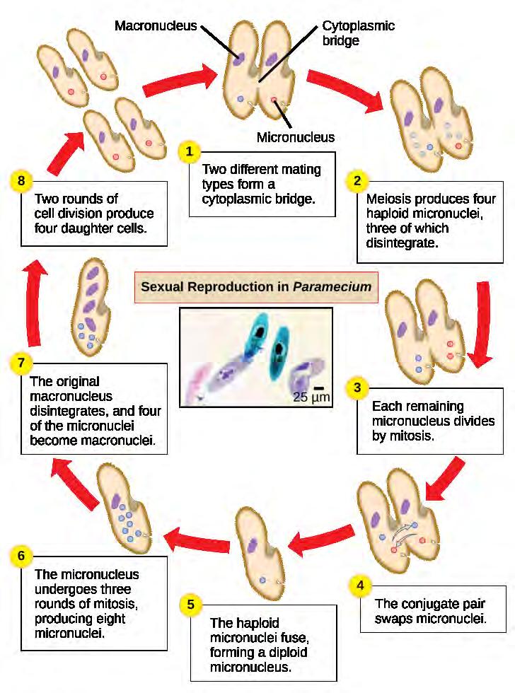 624 CHAPTER 23 PROTISTS Figure 23.16 The complex process of sexual reproduction in Paramecium creates eight daughter cells from two original cells. Each cell has a macronucleus and a micronucleus.