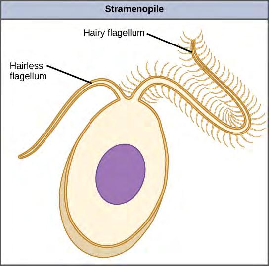 CHAPTER 23 PROTISTS 625 Figure 23.17 This stramenopile cell has a single hairy flagellum and a secondary smooth flagellum.