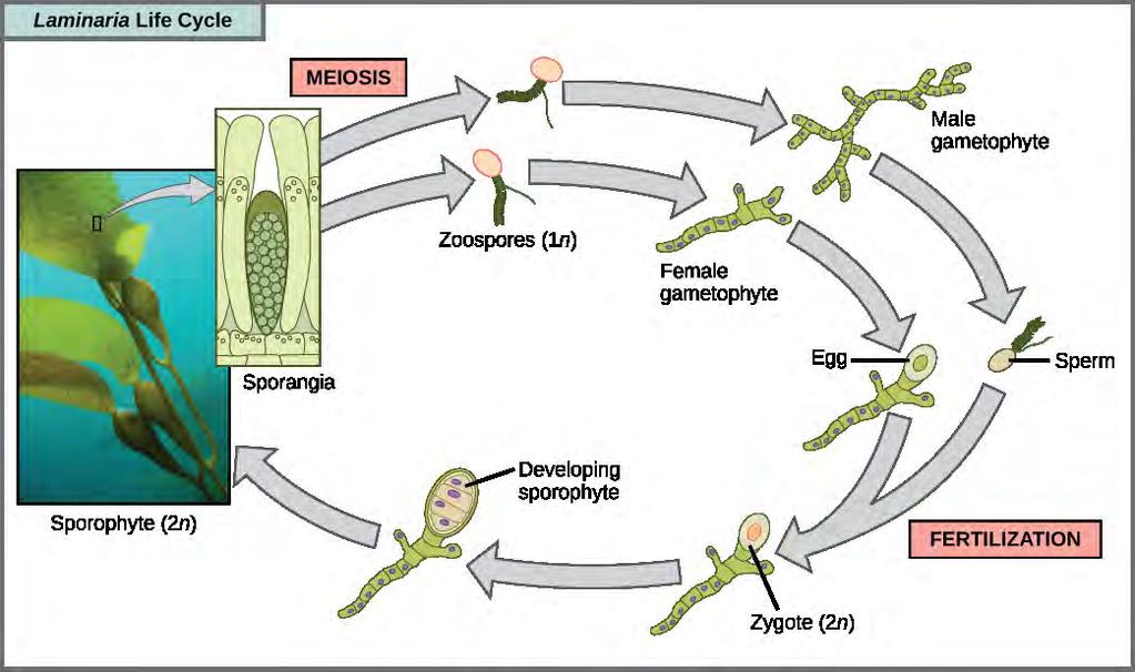 626 CHAPTER 23 PROTISTS meters. A variety of algal life cycles exists, but the most complex is alternation of generations, in which both haploid and diploid stages involve multicellularity.