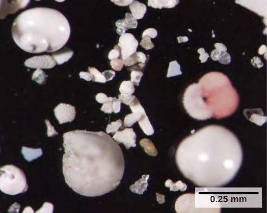 628 CHAPTER 23 PROTISTS As a group, the forams exhibit porous shells, called tests that are built from various organic materials and typically hardened with calcium carbonate.