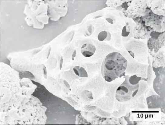 Foram pseudopodia extend through the pores and allow the forams to move, feed, and gather additional building materials.