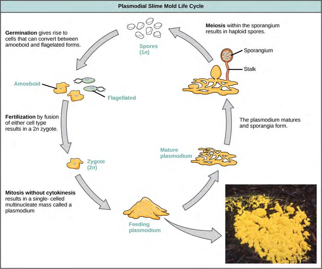 CHAPTER 23 PROTISTS 631 Figure 23.27 The life cycle of the plasmodial slime mold is shown. The brightly colored plasmodium in the inset photo is a single-celled, multinucleate mass.
