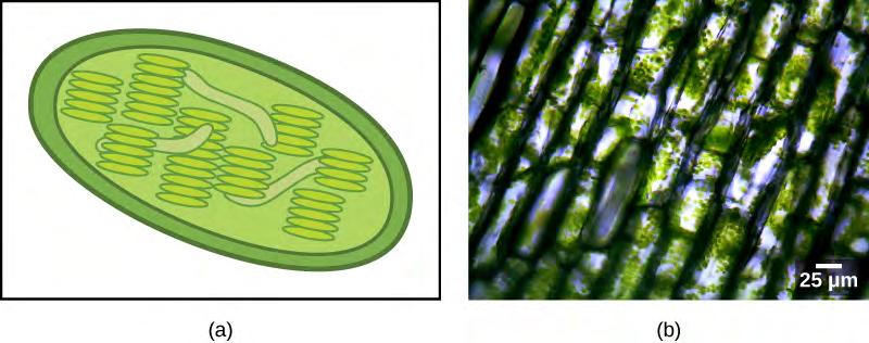 CHAPTER 23 PROTISTS 613 Figure 23.3 (a) This chloroplast cross-section illustrates its elaborate inner membrane organization.