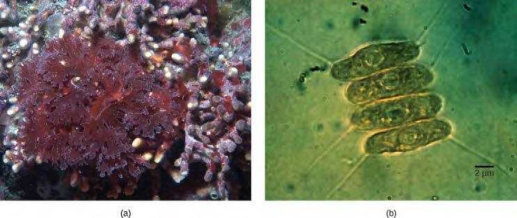 614 CHAPTER 23 PROTISTS Figure 23.4 (a) Red algae and (b) green algae (visualized by light microscopy) share similar DNA sequences with photosynthetic cyanobacteria.