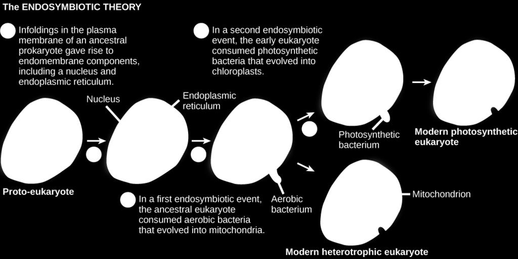 lysosomes, and an endoplasmic reticulum), and the establishment of endosymbiotic relationships with an aerobic prokaryote, and, in some cases, a photosynthetic prokaryote, to