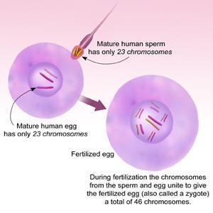 Two parents give DNA to offspring Zygote = union of 2 gametes (sex cells) by
