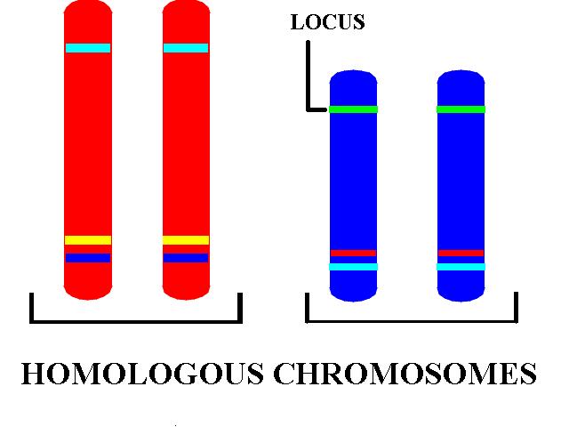The Genetic material (chromosomes) come in pairs.