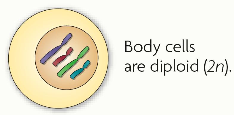 Body cells are diploid; gametes are haploid. Fertilization between egg and sperm occurs in sexual reproduction.