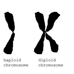 Diploid cells are cells that have two of each chromosome. Most of the cells that make up your body are diploid.