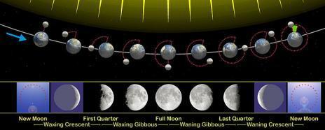 Phases of the Moon The moon does not produce light it reflects light from the sun The shapes of the moon you see are called phases Half of the