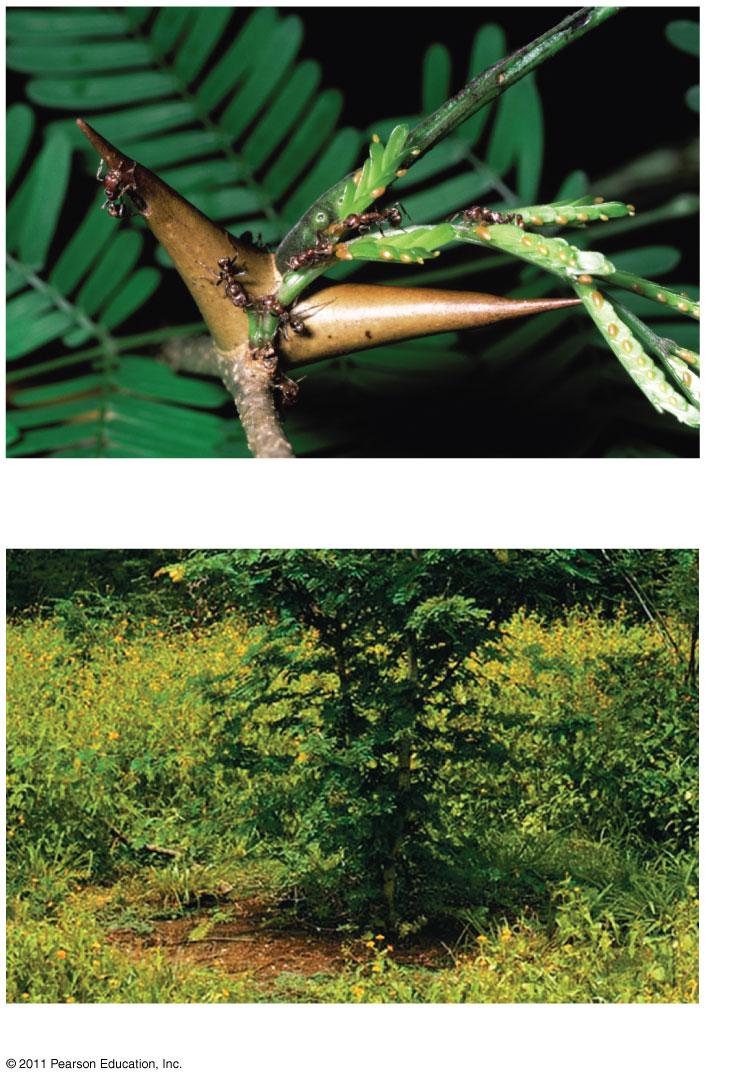 Mutualism interspecific interaction that benefits both species (a) Acacia tree and ants (genus Pseudomyrmex) (+/+)