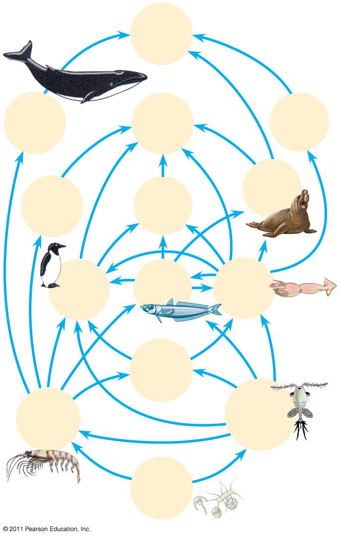 13 Plant A terrestrial food chain Primary producers A marine food chain Phytoplankton 20 Food Web Baleen whales Humans Smaller toothed whales Sperm whales Diagrams the trophic