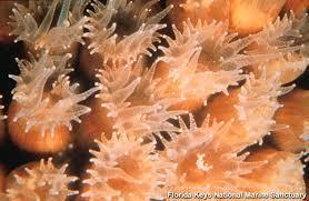 Jellyfish, corals and sea anemones are