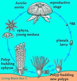 Life cycle of cnidarians Budding (asexual) produces polyps.