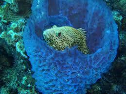 Phylum Porifera- Sponges Sponges are filter feeders! Some can filter up to 20x their own volume of water in 1 minute.